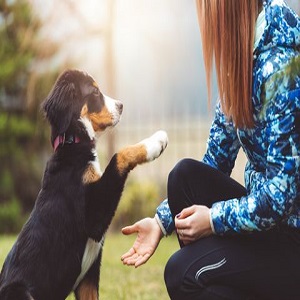Dog Training Services Market Massive Growth Ahead | Starmark Academy, DoGone Fun, Animal Behavior College, Raewyn Ludwig