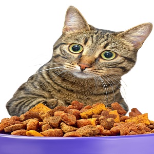 Cat Dry Food Market Have High Growth But May Foresee Even Higher Value | Myfoodie, Navarch, ROYIA CANIN, CARE