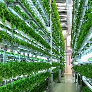 Vertical Farming, Plant Factory Market Next Big Thing | Major Giants Sky Greens, TruLeaf, Sanan Sino Science, GreenLand, Mirai
