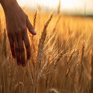 Grain Farming Market to Eyewitness Huge Growth by 2028 | Dole Food, Cargill, Bunge, Nutrien, Chiquita