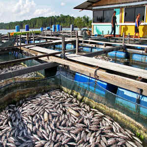 3485 1688379825.fish farming market 1